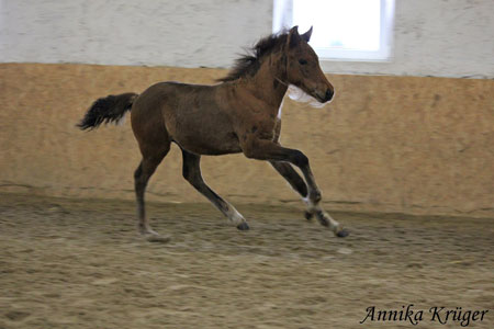 ©2016 by Annika Krüger