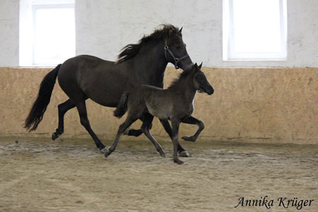 ©2016 by Annika Krüger