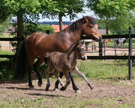 Stjörnustígur vom Glockenhof