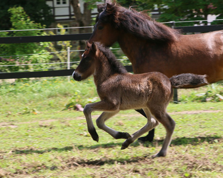 Stjörnustígur vom Glockenhof