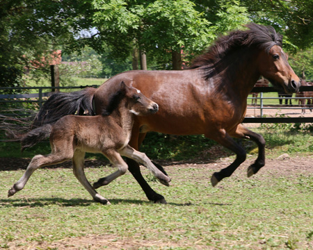Stjörnustígur vom Glockenhof