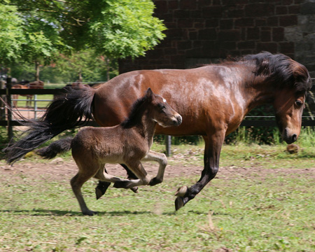 Stjörnustígur vom Glockenhof