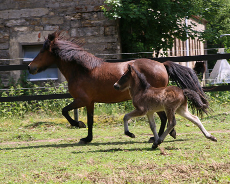 Stjörnustígur vom Glockenhof