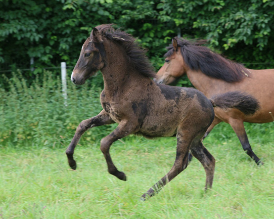 STJÖRN VOM GLOCKENHOF