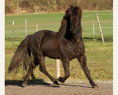 TRYGGVI VOM GLOCKENHOF