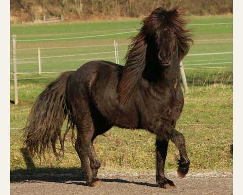 TRYGGVI VOM GLOCKENHOF