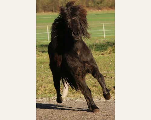 TRYGGVI VOM GLOCKENHOF