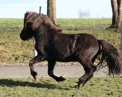 TRYGGVI VOM GLOCKENHOF