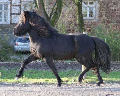 TRYGGVI VOM GLOCKENHOF