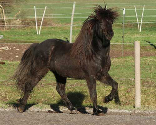 TRYGGVI VOM GLOCKENHOF