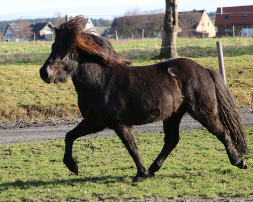 TRYGGVI VOM GLOCKENHOF