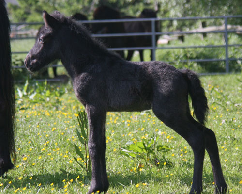 TRYGGVI VOM GLOCKENHOF