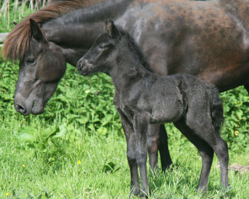 TRYGGVI VOM GLOCKENHOF