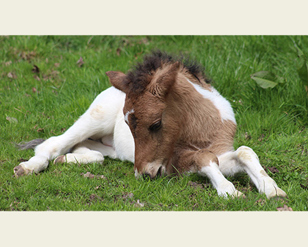 ÀSTI VOM GLOCKENHOF