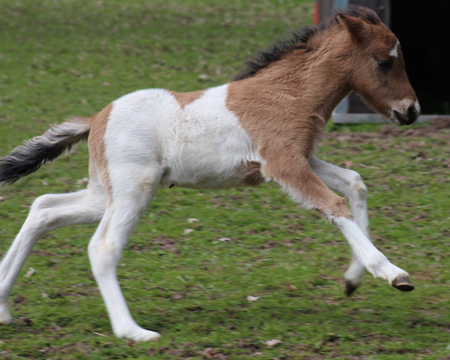 ÁSTI VOM GLOCKENHOF