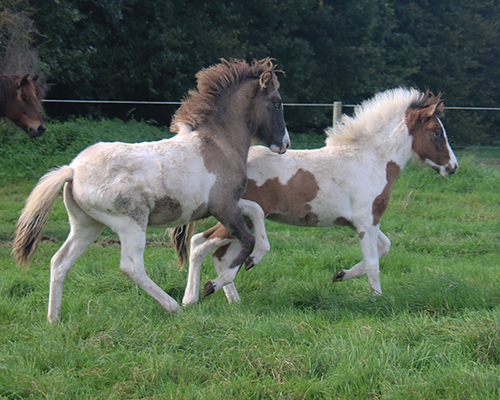 GRÖN UND GVENDOLINA VOM GLOCKENHOF