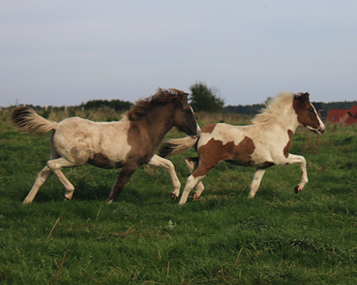 GRÖN UND GVENDOLINA VOM GLOCKENHOF