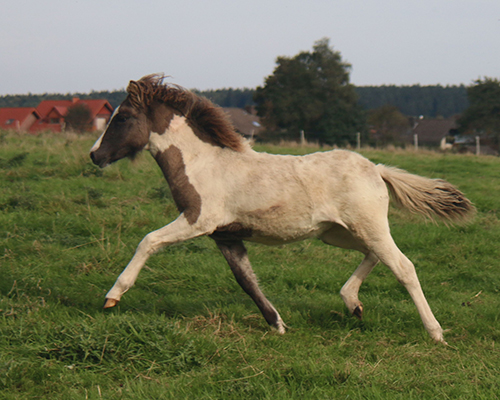 GRÖN VOM GLOCKENHOF