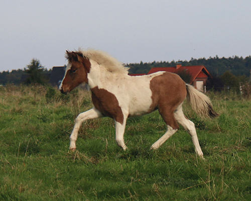 GVENDOLINA VOM GLOCKENHOF