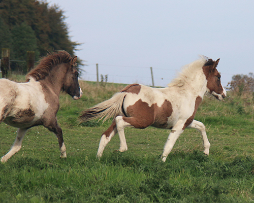 GRÖN UND GVENDOLINA VOM GLOCKENHOF