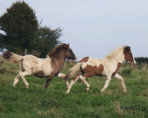 GRÖN UND GVENDOLINA VOM GLOCKENHOF