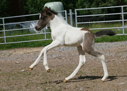 GAMBUR VOM GLOCKENHOF