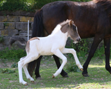 GAMBUR VOM GLOCKENHOF