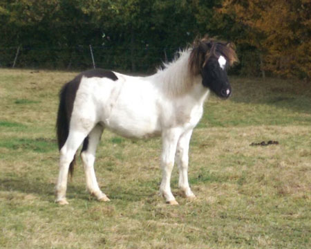 GAMBUR VOM GLOCKENHOF