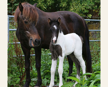 GLÓDIS VOM GLOCKENHOF