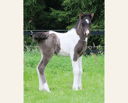 GLODIS VOM GLOCKENHOF