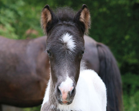GLODIS VOM GLOCKENHOF