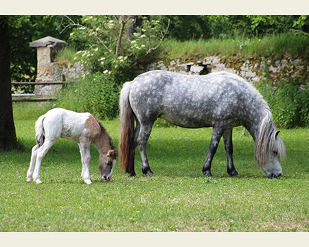 GRÖN VOM GLOCKENHOF