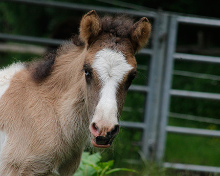 GRÖN VOM GLOCKENHOF