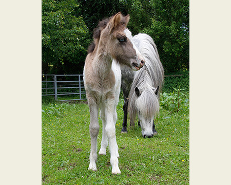 GRÖN VOM GLOCKENHOF
