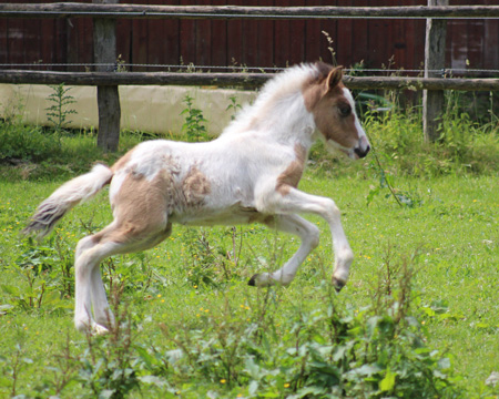 GVENDOLINA VOM GLOCKENHOF