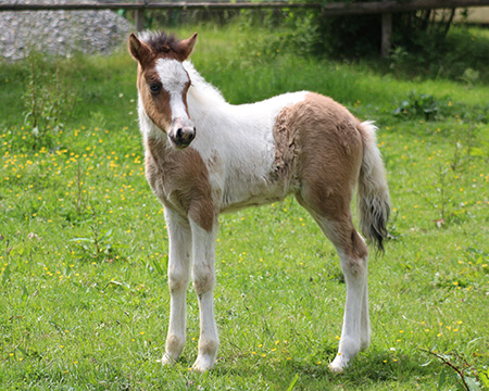 GVENDOLINA VOM GLOCKENHOF