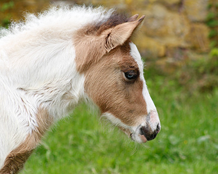 GVENDOLINA VOM GLOCKENHOF