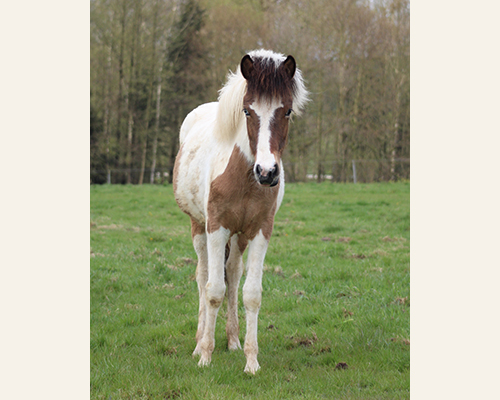 GVENDOLINA VOM GLOCKENHOF