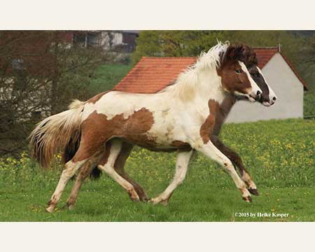 GVENDOLINA VOM GLOCKENHOF