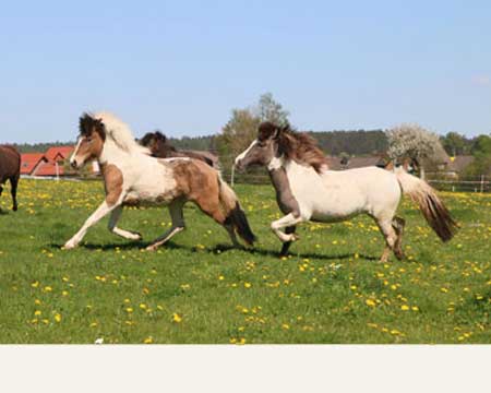 GVENDOLINA VOM GLOCKENHOF