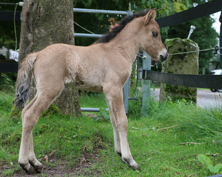 GVENDUR VOM GLOCKENHOF