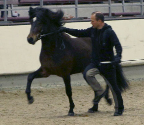 HARALDUR VOM GLOCKENHOF