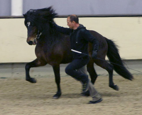 HARALDUR VOM GLOCKENHOF