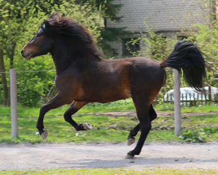 HARALDUR VOM GLOCKENHOF