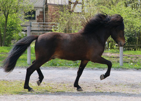 HARALDUR VOM GLOCKENHOF