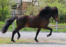 HARALDUR VOM GLOCKENHOF