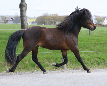 HARALDUR VOM GLOCKENHOF