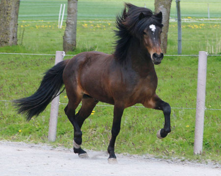 HARALDUR VOM GLOCKENHOF