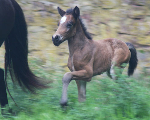 HARALDUR VOM GLOCKENHOF