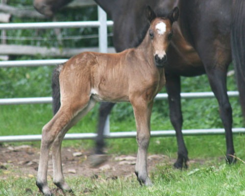 HARALDUR VOM GLOCKENHOF
